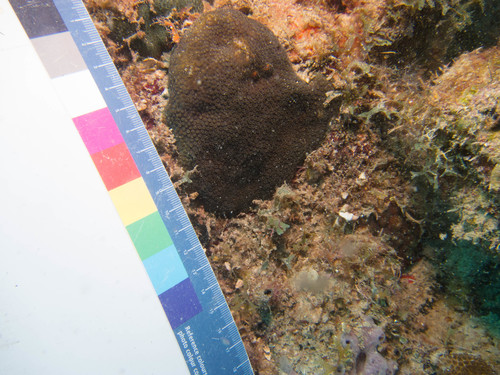Madracis pharensis