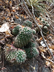 Mammillaria scrippsiana