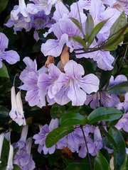 Bignonia