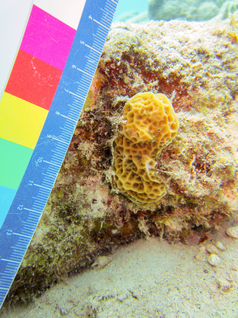 Lowrelief Lettuce Coral