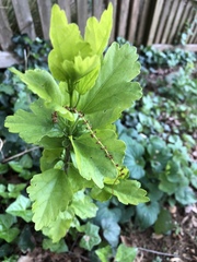 Ribes alpinum