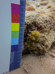 Agaricia humilis
