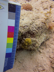 Agaricia humilis