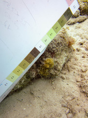 Agaricia humilis