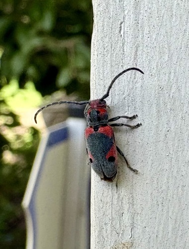 Tetraopes discoideus photo 2