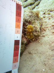Agaricia humilis