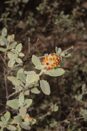 Woolly butterflybush (Buddleja marrubiifolia)