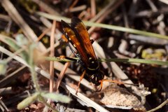 Parabatozonus lacerticida