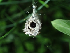 Parancistrocerus declivatus