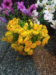 Calceolariaceae
