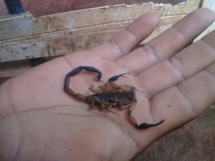 Centruroides bicolor