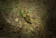 Sorolopha delochlora