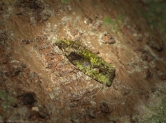 Sorolopha delochlora