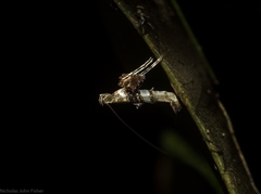 Cyphosticha panconita