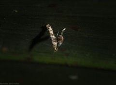 Cyphosticha panconita