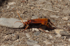 Cryptocheilus annulatus