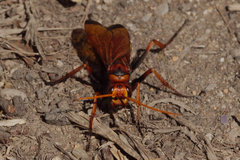 Cryptocheilus annulatus