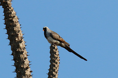 Oena capensis aliena