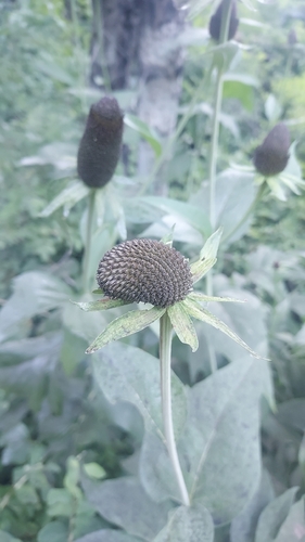 Rudbeckia alpicola, photograph 3