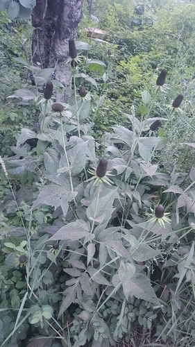 Rudbeckia alpicola, photograph 4