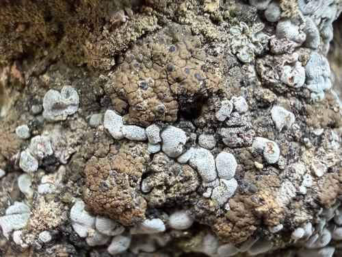 Scaly Stippled Lichen