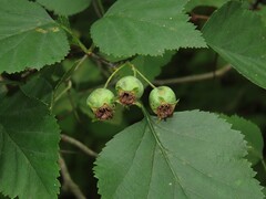 Crataegus pruinosa, photograph (c) geosesarma, some rights reserved (CC BY)