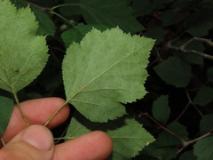 Crataegus pruinosa, photograph (c) geosesarma, some rights reserved (CC BY)