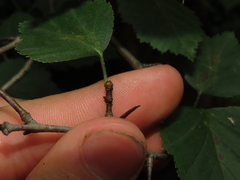 Crataegus pruinosa