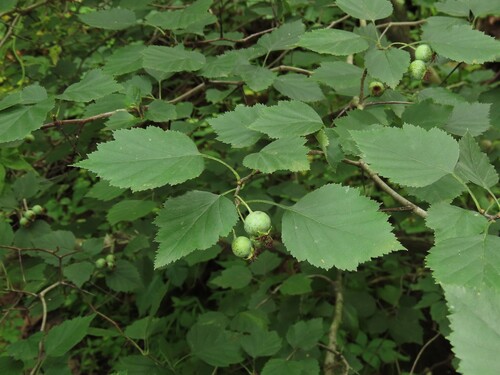 Crataegus pruinosa, photograph 5