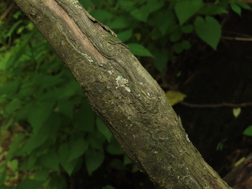 Crataegus pruinosa, photograph 1