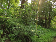Crataegus pruinosa, photograph (c) geosesarma, some rights reserved (CC BY)