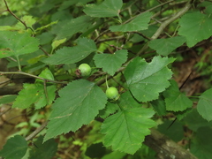 Crataegus pruinosa, photograph (c) geosesarma, some rights reserved (CC BY)
