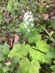 Tiarella stolonifera