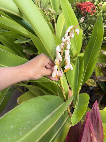 Alpinia zerumbet observed 2026-07-14