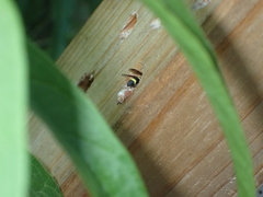 Parancistrocerus declivatus