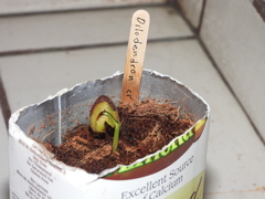 Dilodendron costaricense