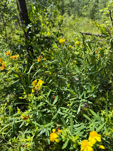 Hypericum kalmianum, photograph 5