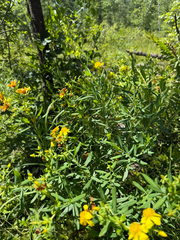 Hypericum kalmianum, photograph (c) Brandon Corder, some rights reserved (CC BY)