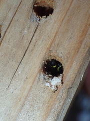 Parancistrocerus declivatus