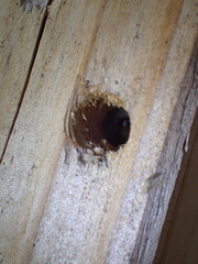 Parancistrocerus declivatus