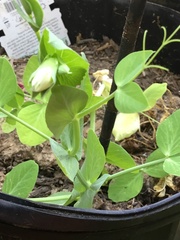 Pisum sativum sativum