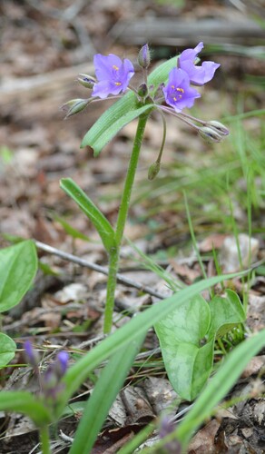 Tradescantia hirsuticaulis, photograph 2