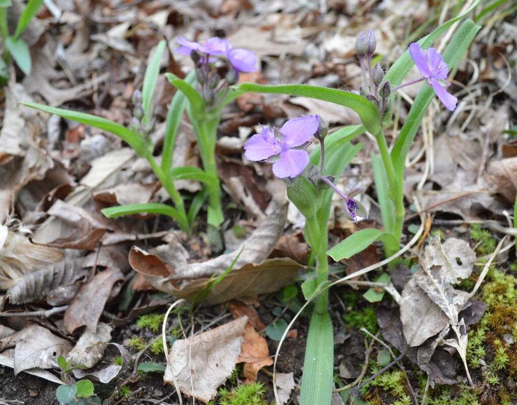 Tradescantia hirsuticaulis; photograph (c) Celeste Ray, some rights reserved (CC BY)