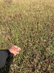 Juncus rugulosus