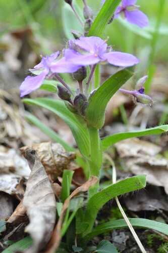 Tradescantia hirsuticaulis