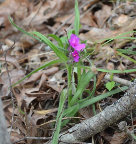 Tradescantia hirsuticaulis, photograph 3