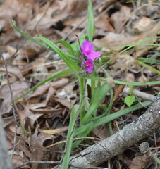 (c) Celeste Ray, some rights reserved (CC BY) Tradescantia hirsuticaulis, photograph (c) Celeste Ray, some rights reserved (CC BY)