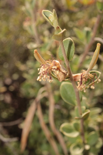 Setchellanthus caeruleus (Setchellanthus caeruleus)