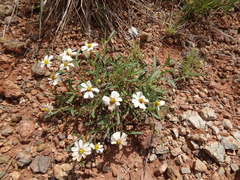 Melampodium leucanthum