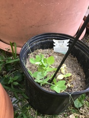 Pisum sativum sativum